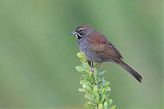 Five-striped Sparrow